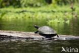 Zwarte moerasschildpad