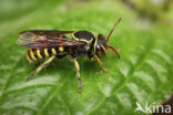 Hypanthidium sp.