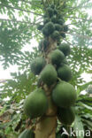 Papaya (Carica papaya)