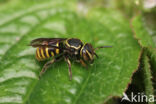 Hypanthidium sp.