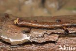 Bolitoglossa altamazonica