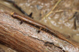 Bolitoglossa altamazonica