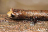 Bolitoglossa altamazonica