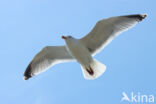 Zilvermeeuw (Larus argentatus)