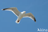 Zilvermeeuw (Larus argentatus)