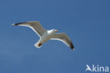 Zilvermeeuw (Larus argentatus)