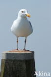 Zilvermeeuw (Larus argentatus)