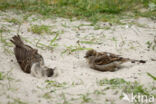 Huismus (Passer domesticus)