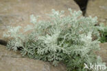 Zeealsem (Artemisia maritima)