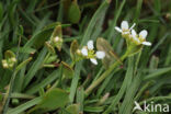 Engels lepelblad (Cochlearia officinalis ssp. anglica)