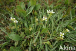 Engels lepelblad (Cochlearia officinalis ssp. anglica)