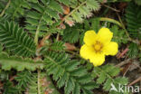 Zilverschoon (Potentilla anserina)