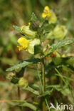 Kleine ratelaar (Rhinanthus minor)