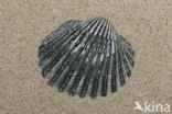 Gedoornde hartschelp (Acanthocardia echinata)