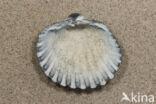 Gedoornde hartschelp (Acanthocardia echinata)