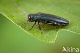 Agrilus sulcicollis