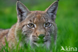 Euraziatische lynx (Lynx lynx)