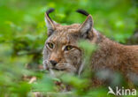 Euraziatische lynx (Lynx lynx)