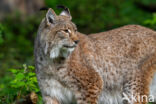 Euraziatische lynx (Lynx lynx)