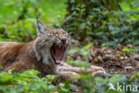 Euraziatische lynx (Lynx lynx)