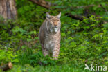 Euraziatische lynx (Lynx lynx)