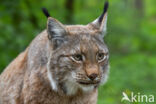 Euraziatische lynx (Lynx lynx)