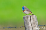 Witgesterde blauwborst