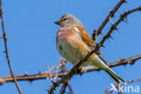 Kneu (Carduelis cannabina)