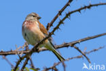 Kneu (Carduelis cannabina)