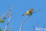 Tjiftjaf (Phylloscopus collybita)