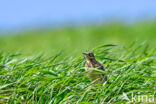 Graspieper (Anthus pratensis)