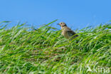 Graspieper (Anthus pratensis)