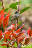 Zwartkop (Sylvia atricapilla)