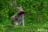 Euraziatische lynx (Lynx lynx)