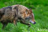 Europese wolf (Canis lupus lupus)