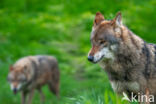 Europese wolf (Canis lupus lupus)