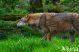 Europese wolf (Canis lupus lupus)