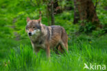 Europese wolf (Canis lupus lupus)