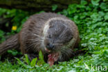 Visotter