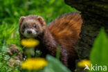 Bunzing (Mustela putorius)