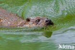 Visotter