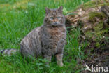 Wilde kat (Felis silvestris)