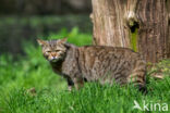 Wilde kat (Felis silvestris)