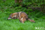 Europese wolf (Canis lupus lupus)