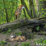 Europese wolf (Canis lupus lupus)