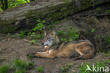 Europese wolf (Canis lupus lupus)