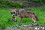 Europese wolf (Canis lupus lupus)