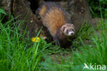 Bunzing (Mustela putorius)