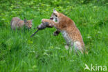 Euraziatische lynx (Lynx lynx)