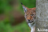 Euraziatische lynx (Lynx lynx)